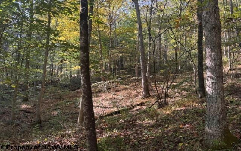 TBD Wetstone Road, Mannington, West Virginia 26582, 0 , 0 ,0,Lots/land,For Sale,Wetstone,0,10167466