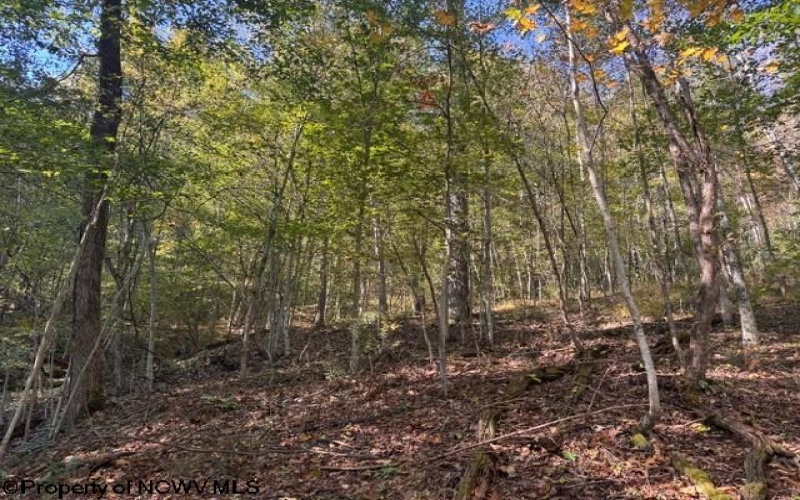 TBD Wetstone Road, Mannington, West Virginia 26582, 0 , 0 ,0,Lots/land,For Sale,Wetstone,0,10167466