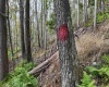 Lot 1 Shamrock Drive, Mayesville, West Virginia 26833, 0 , 0 ,0,Lots/land,For Sale,Shamrock,0,10167489