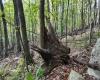 Lot 1 Shamrock Drive, Mayesville, West Virginia 26833, 0 , 0 ,0,Lots/land,For Sale,Shamrock,0,10167489