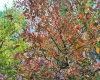 Lot 1 Shamrock Drive, Mayesville, West Virginia 26833, 0 , 0 ,0,Lots/land,For Sale,Shamrock,0,10167489