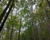 Lot 1 Shamrock Drive, Mayesville, West Virginia 26833, 0 , 0 ,0,Lots/land,For Sale,Shamrock,0,10167489