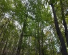 Lot 1 Shamrock Drive, Mayesville, West Virginia 26833, 0 , 0 ,0,Lots/land,For Sale,Shamrock,0,10167489