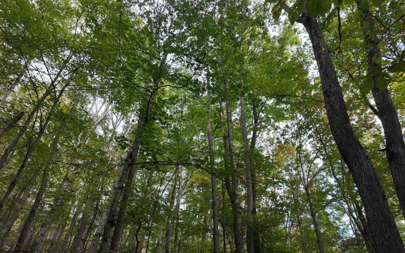 Lot 1 Shamrock Drive, Mayesville, West Virginia 26833, 0 , 0 ,0,Lots/land,For Sale,Shamrock,0,10167489