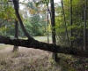 Lot 1 Shamrock Drive, Mayesville, West Virginia 26833, 0 , 0 ,0,Lots/land,For Sale,Shamrock,0,10167489