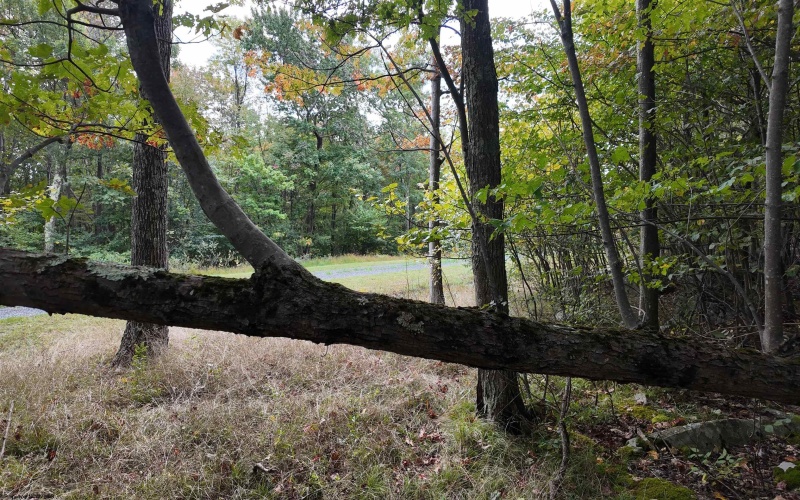Lot 1 Shamrock Drive, Mayesville, West Virginia 26833, 0 , 0 ,0,Lots/land,For Sale,Shamrock,0,10167489
