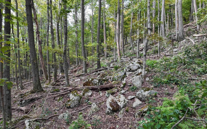 Lot 1 Shamrock Drive, Mayesville, West Virginia 26833, 0 , 0 ,0,Lots/land,For Sale,Shamrock,0,10167489