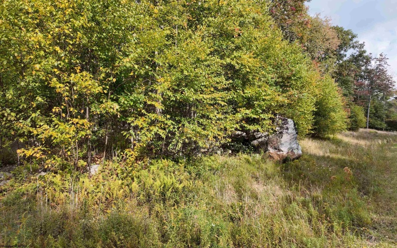 Lot 1 Shamrock Drive, Mayesville, West Virginia 26833, 0 , 0 ,0,Lots/land,For Sale,Shamrock,0,10167489