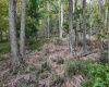 Lot 1 Shamrock Drive, Mayesville, West Virginia 26833, 0 , 0 ,0,Lots/land,For Sale,Shamrock,0,10167489