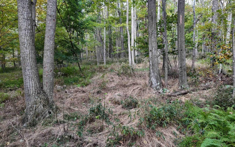 Lot 1 Shamrock Drive, Mayesville, West Virginia 26833, 0 , 0 ,0,Lots/land,For Sale,Shamrock,0,10167489