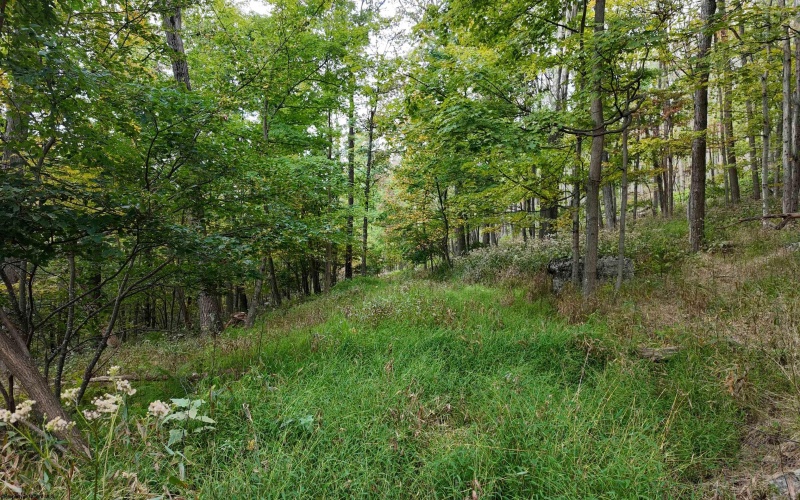 Lot 1 Shamrock Drive, Mayesville, West Virginia 26833, 0 , 0 ,0,Lots/land,For Sale,Shamrock,0,10167489