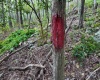 Lot 1 Shamrock Drive, Mayesville, West Virginia 26833, 0 , 0 ,0,Lots/land,For Sale,Shamrock,0,10167489