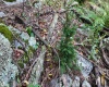 Lot 1 Shamrock Drive, Mayesville, West Virginia 26833, 0 , 0 ,0,Lots/land,For Sale,Shamrock,0,10167489