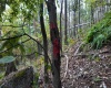 Lot 1 Shamrock Drive, Mayesville, West Virginia 26833, 0 , 0 ,0,Lots/land,For Sale,Shamrock,0,10167489