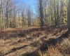 Lot 53 Bobcat Road, Davis, West Virginia 26260, 0 , 0 ,0,Lots/land,For Sale,Bobcat,0,10167491