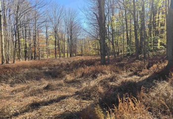 Lot 53 Bobcat Road, Davis, West Virginia 26260, 0 , 0 ,0,Lots/land,For Sale,Bobcat,0,10167491
