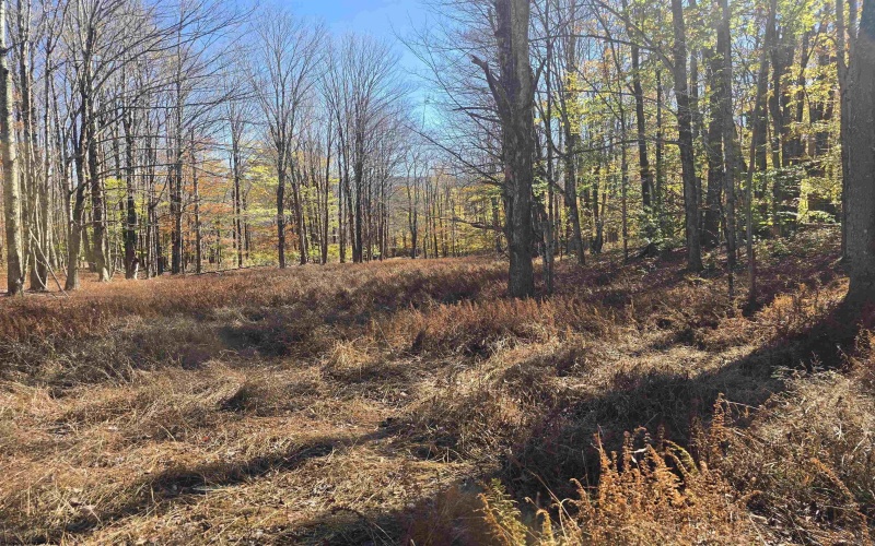 Lot 53 Bobcat Road, Davis, West Virginia 26260, 0 , 0 ,0,Lots/land,For Sale,Bobcat,0,10167491