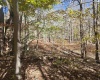 Lot 53 Bobcat Road, Davis, West Virginia 26260, 0 , 0 ,0,Lots/land,For Sale,Bobcat,0,10167491