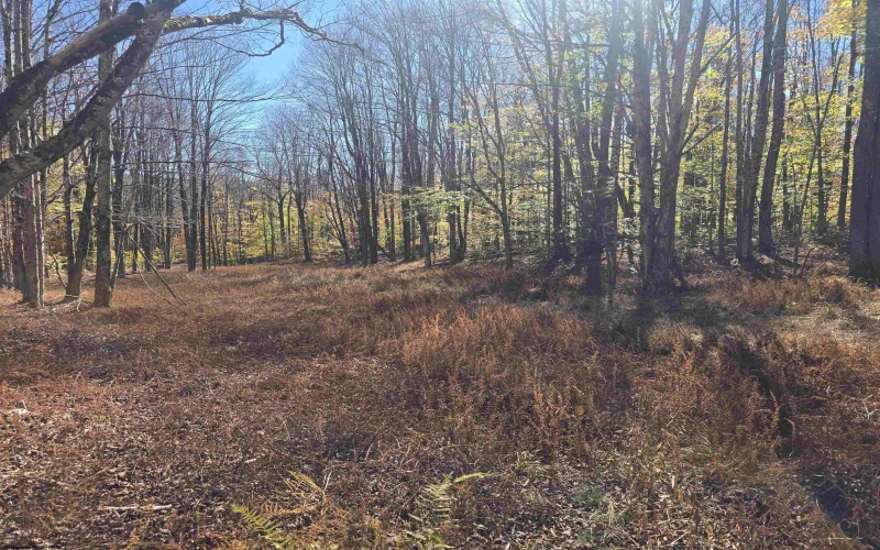 Lot 53 Bobcat Road, Davis, West Virginia 26260, 0 , 0 ,0,Lots/land,For Sale,Bobcat,0,10167491