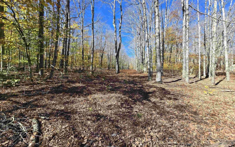 Lot 53 Bobcat Road, Davis, West Virginia 26260, 0 , 0 ,0,Lots/land,For Sale,Bobcat,0,10167491