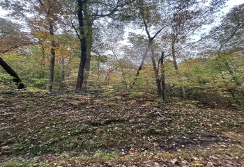 TBD Coon Creek Road, Camden on Gauley, West Virginia 26208-0001, 0 , 0 ,0,Lots/land,For Sale,Coon Creek,0,10167508