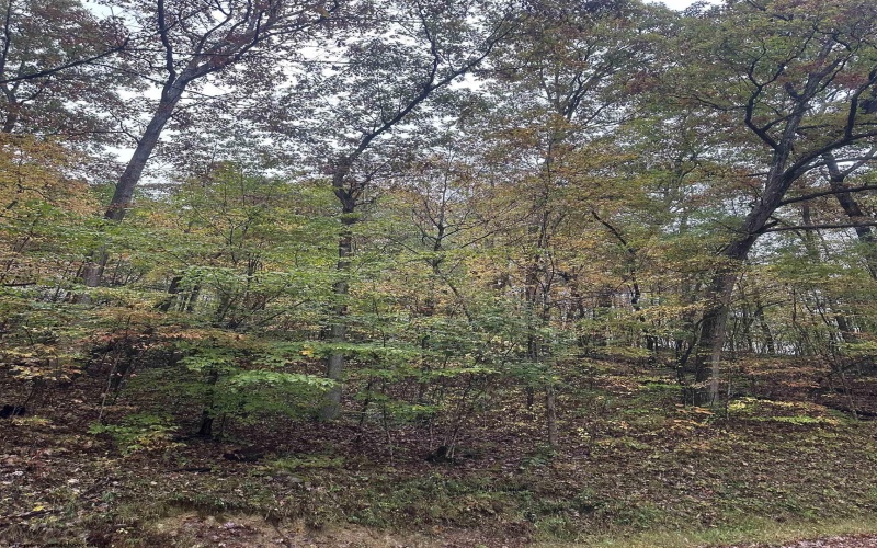 TBD Coon Creek Road, Camden on Gauley, West Virginia 26208-0001, 0 , 0 ,0,Lots/land,For Sale,Coon Creek,0,10167508