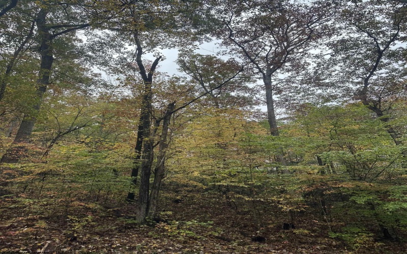 TBD Coon Creek Road, Camden on Gauley, West Virginia 26208-0001, 0 , 0 ,0,Lots/land,For Sale,Coon Creek,0,10167508