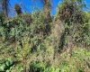 TBD Warner Street, Clarksburg, West Virginia 26301, 0 , 0 ,0,Lots/land,For Sale,Warner,0,10167503