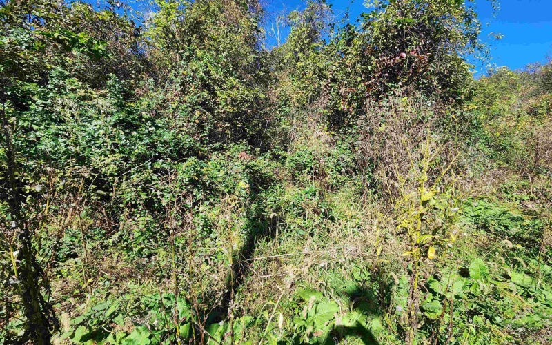 TBD Warner Street, Clarksburg, West Virginia 26301, 0 , 0 ,0,Lots/land,For Sale,Warner,0,10167503