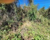 TBD Warner Street, Clarksburg, West Virginia 26301, 0 , 0 ,0,Lots/land,For Sale,Warner,0,10167503