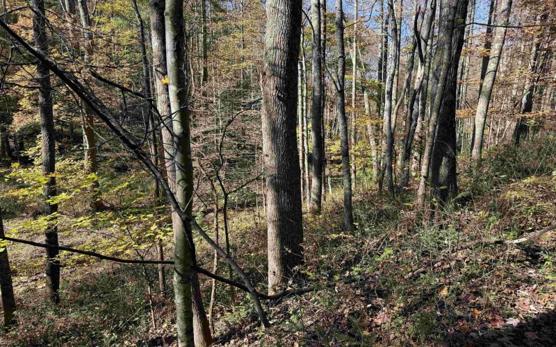 TBD Clemtown Road, Philippi, West Virginia 26416, 0 , 0 ,0,Lots/land,For Sale,Clemtown,0,10167501