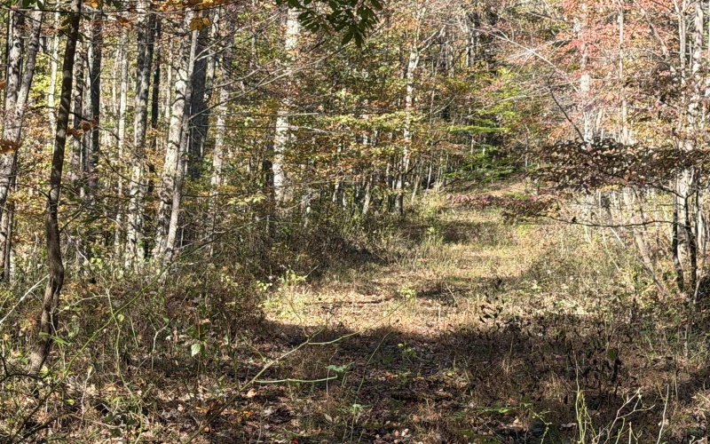 TBD Clemtown Road, Philippi, West Virginia 26416, 0 , 0 ,0,Lots/land,For Sale,Clemtown,0,10167501