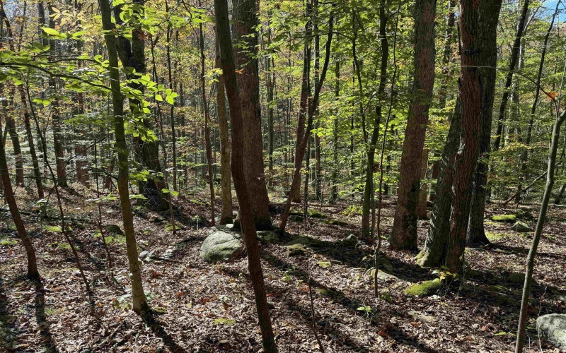TBD Clemtown Road, Philippi, West Virginia 26416, 0 , 0 ,0,Lots/land,For Sale,Clemtown,0,10167501