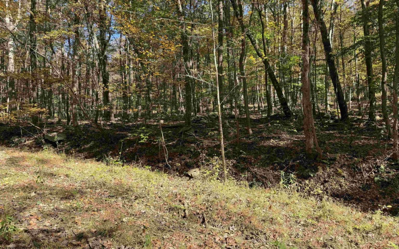 TBD Clemtown Road, Philippi, West Virginia 26416, 0 , 0 ,0,Lots/land,For Sale,Clemtown,0,10167501
