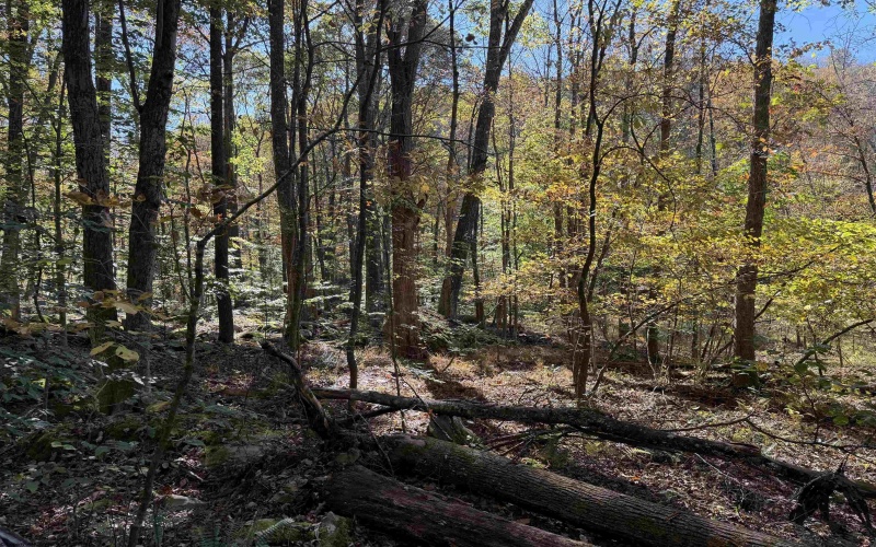 TBD Clemtown Road, Philippi, West Virginia 26416, 0 , 0 ,0,Lots/land,For Sale,Clemtown,0,10167501