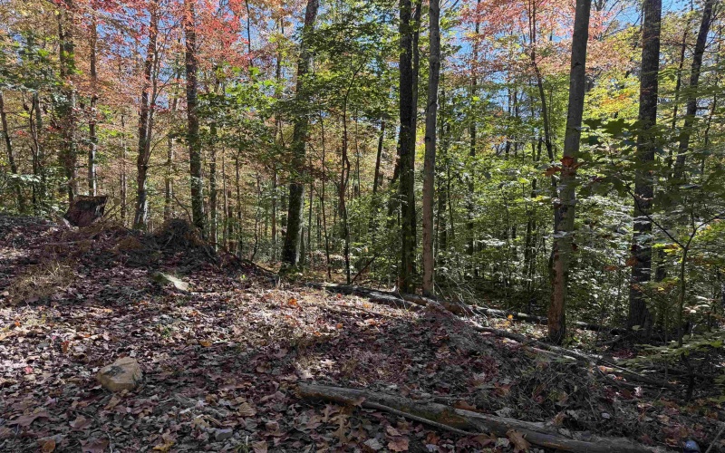 TBD Clemtown Road, Philippi, West Virginia 26416, 0 , 0 ,0,Lots/land,For Sale,Clemtown,0,10167501