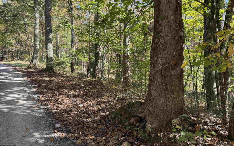 TBD Clemtown Road, Philippi, West Virginia 26416, 0 , 0 ,0,Lots/land,For Sale,Clemtown,0,10167501