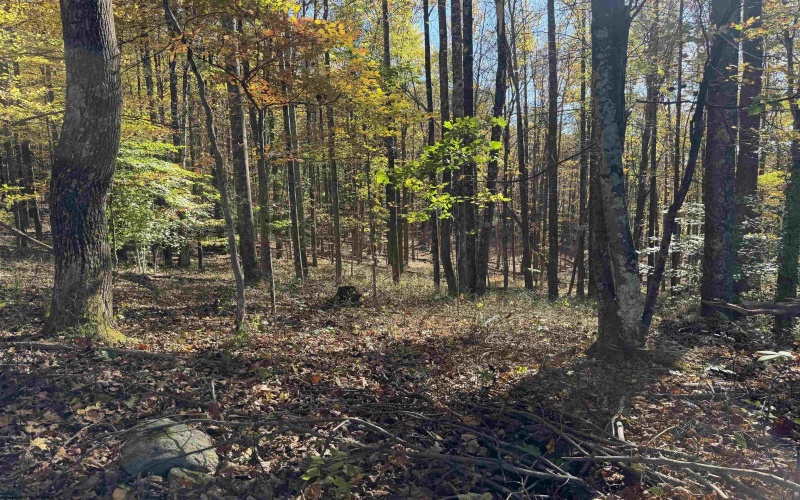 TBD Clemtown Road, Philippi, West Virginia 26416, 0 , 0 ,0,Lots/land,For Sale,Clemtown,0,10167501