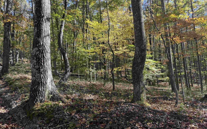 TBD Clemtown Road, Philippi, West Virginia 26416, 0 , 0 ,0,Lots/land,For Sale,Clemtown,0,10167501