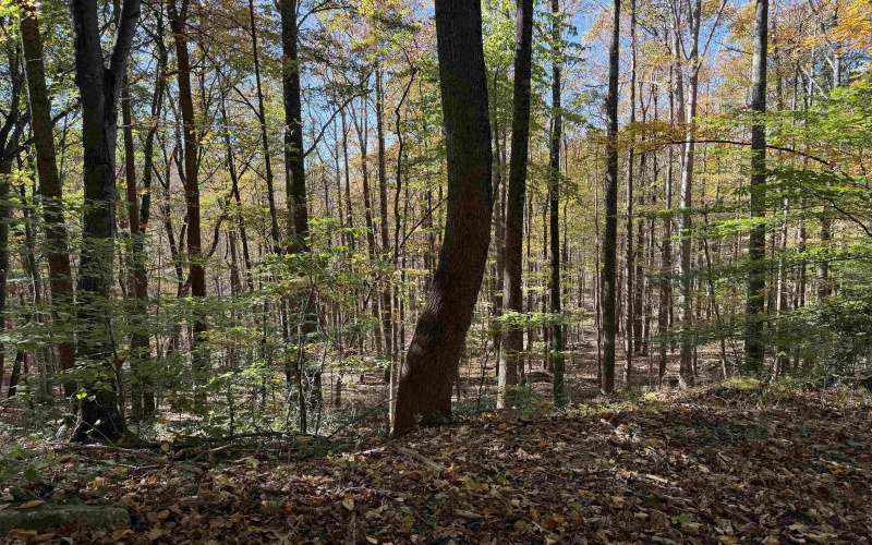 TBD Clemtown Road, Philippi, West Virginia 26416, 0 , 0 ,0,Lots/land,For Sale,Clemtown,0,10167501