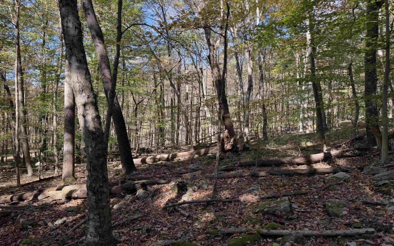TBD Clemtown Road, Philippi, West Virginia 26416, 0 , 0 ,0,Lots/land,For Sale,Clemtown,0,10167501