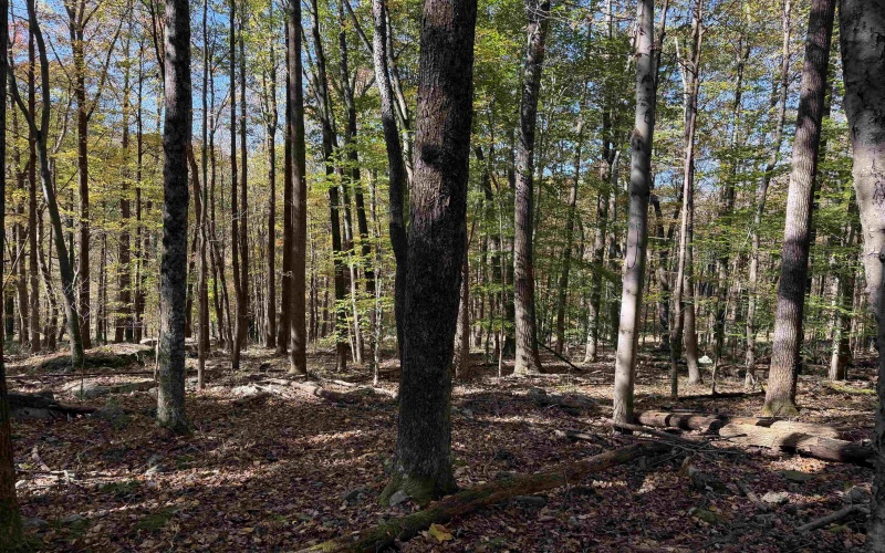 TBD Clemtown Road, Philippi, West Virginia 26416, 0 , 0 ,0,Lots/land,For Sale,Clemtown,0,10167501