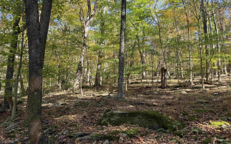 TBD Clemtown Road, Philippi, West Virginia 26416, 0 , 0 ,0,Lots/land,For Sale,Clemtown,0,10167501