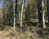 TBD Clemtown Road, Philippi, West Virginia 26416, 0 , 0 ,0,Lots/land,For Sale,Clemtown,0,10167501