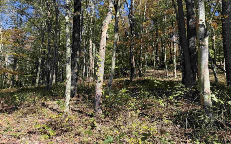 TBD Clemtown Road, Philippi, West Virginia 26416, 0 , 0 ,0,Lots/land,For Sale,Clemtown,0,10167501