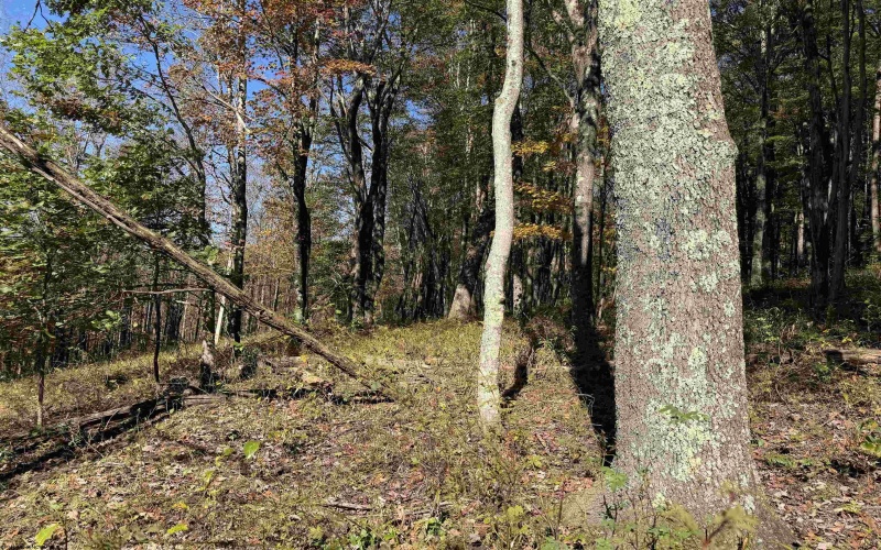 TBD Clemtown Road, Philippi, West Virginia 26416, 0 , 0 ,0,Lots/land,For Sale,Clemtown,0,10167501