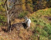 1127 Sand Springs Road, Morgantown, West Virginia 26508, 0 , 0 ,0,Lots/land,For Sale,Sand Springs,0,10167523