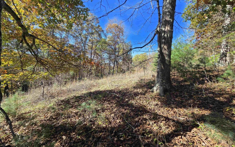 TBD Route 219 (RR), Kerens, West Virginia 26276, 0 , 0 ,0,Lots/land,For Sale,Route 219,0,10167525 TBD Route 219 (RR), Kerens, West Virginia 26276, 0 , 0 ,0,Lots/land,For Sale,Route 219,0,10167525