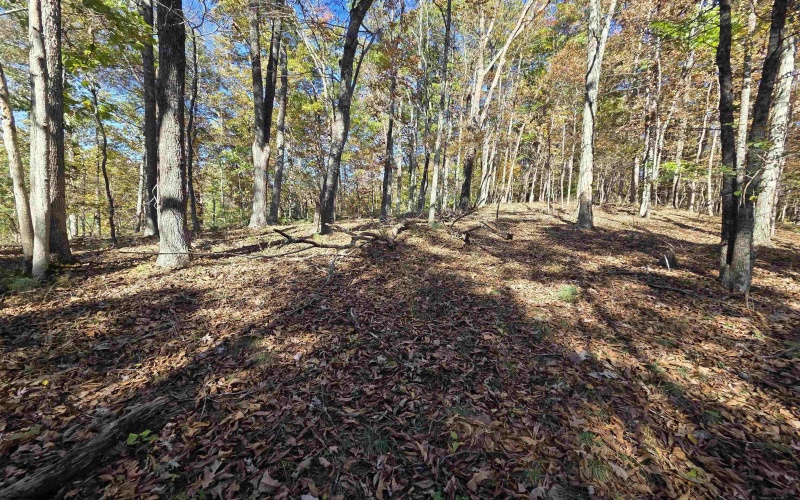 TBD Route 219 (RR), Kerens, West Virginia 26276, 0 , 0 ,0,Lots/land,For Sale,Route 219,0,10167525 TBD Route 219 (RR), Kerens, West Virginia 26276, 0 , 0 ,0,Lots/land,For Sale,Route 219,0,10167525