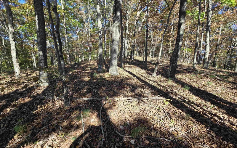 TBD Route 219 (RR), Kerens, West Virginia 26276, 0 , 0 ,0,Lots/land,For Sale,Route 219,0,10167525 TBD Route 219 (RR), Kerens, West Virginia 26276, 0 , 0 ,0,Lots/land,For Sale,Route 219,0,10167525
